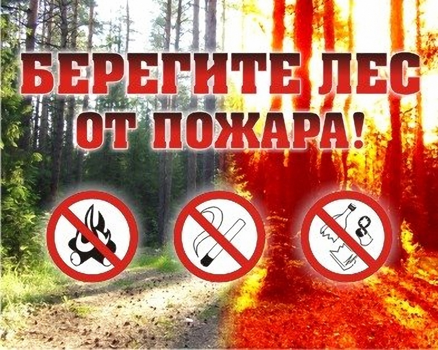 Лес – наше богатство. Берегите лес от пожара!.